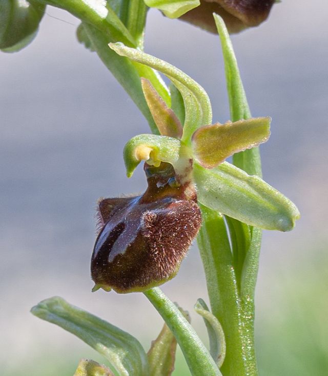 Ophrys della sezione Araniferae